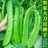 大红豆种子孑春季夏季秋季耐热四季蔬菜挟豆特长大豆角种籽