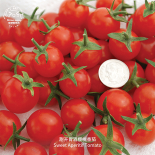 甜开胃酒番茄种子美国进口传家宝，高糖高产味浓品种阳台盆栽蔬菜