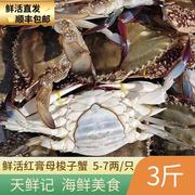 舟山梭子蟹鲜活红膏蟹，母蟹超大特大螃蟹海鲜水产东海海鲜飞蟹
