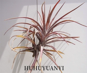 空气凤梨T.`novakii`卤肉 大型长茎品种 发色暗红色