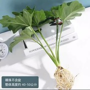 春羽绿植盆栽花卉植物室内易养活(易养活)龟背竹，无土纯羽水培植物室内好养