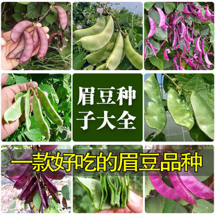 眉豆种子任选 扁豆角紫扁豆荷兰豆种子 四季蔬菜种子大全豆角种子