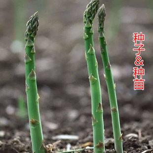 芦笋种子石刁柏龙须菜种籽阳台庭院盆栽多年生春四季进口蔬菜