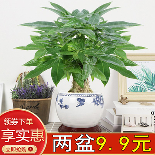 大号发财树陶瓷盆5年老桩，招财树盆栽花卉绿植盆景办公室内绿萝