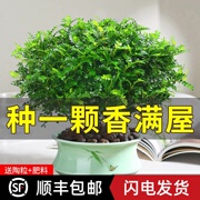 正宗清香胡椒木盆栽浓香型驱，蚊虫花草植物，室内绿植好养九里香树苗
