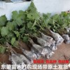 正宗巨锋葡萄苗夏黑葡萄树苗，无核葡萄果树苗，耐寒葡萄苗爬藤果树苗