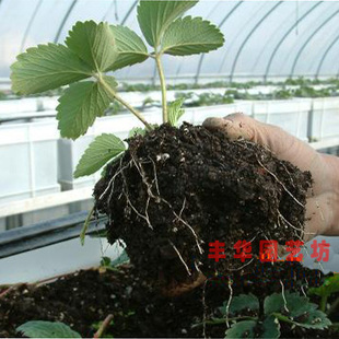 花土营养土大包养花种菜土花肥料，种植土多肉，育苗土基质土泥土