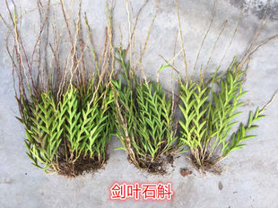 叶石斛盆景观赏石斛兰附生吊兰花卉绿植盆栽长绿不落叶包5苗带