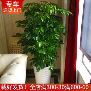 绿宝幸福树盆栽大型室内观叶，植物客厅办公室绿植，盆景上海送货上门