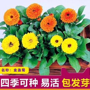 金盏菊种子四季易种花种子庭院室内阳台花卉种子盆栽花草种子