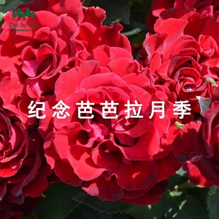 纪念芭芭拉月季花苗浓香抗病强灌木阳台庭院盆栽玫瑰花卉月季花