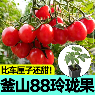 超甜正宗釜山88番茄苗秧带土球红樱桃西红柿圣女果种子阳台盆栽苗