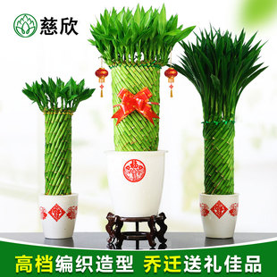好养富贵竹水培植物花卉室内桌面创意盆景竹子学生盆栽摆件