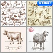 有机农场绵羊山羊奶牛黄，牛羊肉牛肉手绘素描插画eps矢量设计素材