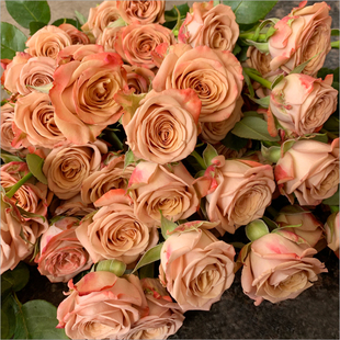 玫瑰鲜花花束云南直发，速递同城卡布奇诺戴安娜艾莎520情人节礼物