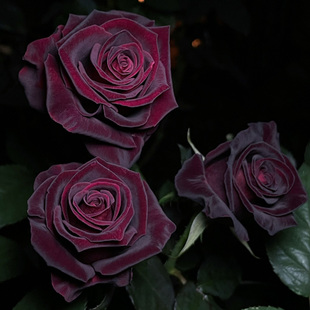 黑巴克玫瑰月季花大苗丝绒质感，强暗红色四季开阳台庭院花卉绿植物