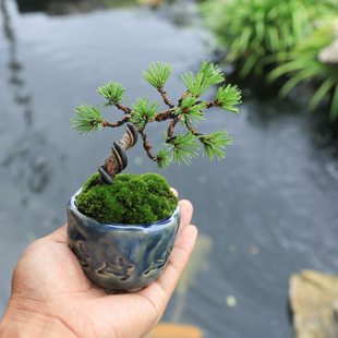 五针松小盆景微型盆栽，造型老桩迷你桌面，室内观叶绿植耐寒耐旱松树