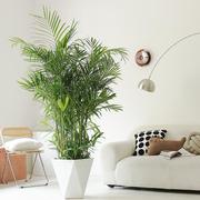夏威夷竹子盆栽绿植客厅室内大型北欧观叶椰子吸甲醛净化空气植物