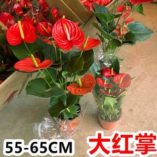 大盆红掌盆栽绿植物大型高大鸿运当头大叶大花，室内前台桌面开花