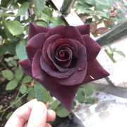 庭院植物花卉玫瑰花  种黑巴克  盆栽月季花苗 当年开花大苗