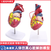 高端11人体心脏解剖模型，b超彩超心脏模型，拆卸医学自然大心脏教学
