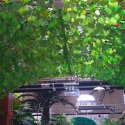 仿真葡萄叶装饰树叶藤条假花假藤蔓植物爬藤室内塑料绿叶吊顶绿萝