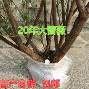 无刺蔷薇花苗老桩玫瑰四季开花庭院阳台攀援花卉藤本月季大花月季