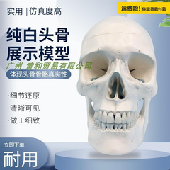医.学人体头骨模型1 1仿真头颅骨模型神经科模型骷髅模