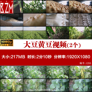 毛豆大豆视频素材黄豆子收获季节种植农作物田地种植收成大豆黄豆