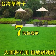 草坪种子台湾2号细叶结缕草低矮生四季青草种台湾草草籽绿化草籽