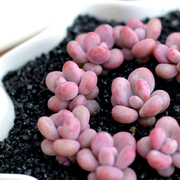 多肉植物桃蛋婴儿手指，组合多肉盆栽乌木罗宾花卉，绿植耐旱植物蓝豆