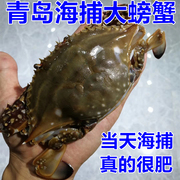 青岛鲜活蟹梭子蟹野生海捕，大螃蟹蟹，鲜活新鲜500g
