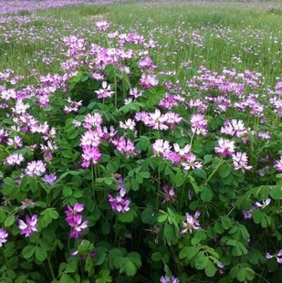 红花草籽紫云英种子翘摇 绿肥可播蜜蜂蜜源草籽花种子