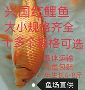 红鲤鱼苗淡水鱼塘养殖食用活体兴国红鲤鱼苗包活生长速度超快