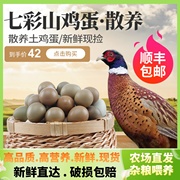 30枚七彩山鸡蛋新鲜柴鸡蛋，草鸡蛋农家，散养土笨鸡蛋