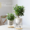 北欧风ins琴叶榕小盆栽室内耐阴绿植，办公室桌面易养创意水培植物