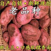 云南新鲜红皮黄心大土豆，农家自种老品种，大洋芋高原现挖马铃薯蔬菜