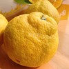 纯甜爆汁 黄金春香柑3斤 具有柠檬 柚子 柑橘的混合味道 特别好吃