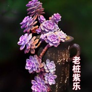 紫乐多肉老桩多头高档纯紫色客厅阳台花卉盆栽