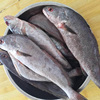 新鲜米鱼海鲜冷冻鮸鱼1斤约2条深海鳘鱼整袋1斤敏鱼冰冻海鲜