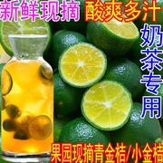 越南品种小金桔小青金桔奶茶专用冷饮热带新鲜当季水果酸柠檬5斤