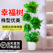 幸福树客厅盆栽大型绿植室内除甲醛植物平安树老桩发财树四季常青