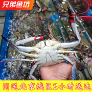 3-9两只北京闪送梭子蟹，鲜活海蟹大白蟹飞蟹满肉公螃蟹海鲜水产
