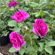 比利时大花浓香月季花苗，蓝紫浓香玫瑰阳台花园，花卉绿植盆栽密涅瓦