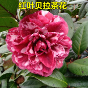 红叶贝拉茶花黑紫贝拉大花型纯黑红复色大玫瑰室内外阳台花坛盆栽