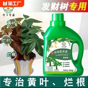 发财树营养液专用肥花肥料室内盆栽植物金钱树土水培通用绿植种植