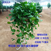 广州360大盆绿萝盆栽，绿吊兰室内新房吸甲醛绿植办公室盆栽植物