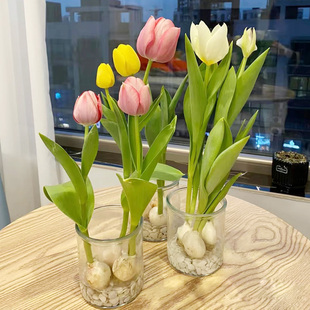 郁金香种球含花瓶四季水培花卉植物室内花，郁金香鲜花种子盆栽绿植