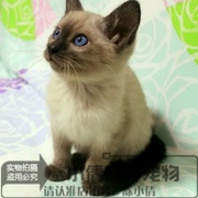 出售宠物猫活体英短蓝猫加菲猫折耳猫暹罗猫蓝猫波斯猫，幼猫活体x