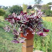 一年四季开花不断的花紫罗兰花卉盆栽紫竹梅喜光植物紫色吊兰耐活